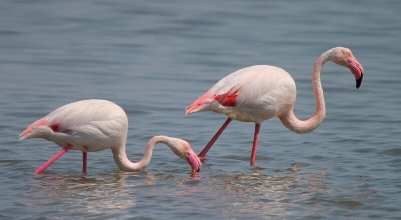 From Arles: Half-Day 4x4 Camargue Safari - Who Should Consider This Tour?