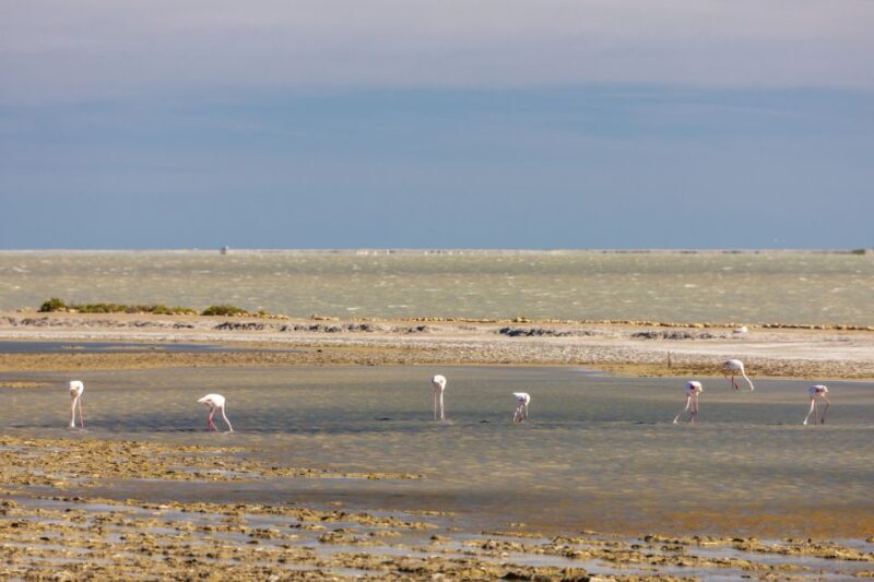 From Arles: Half-Day 4x4 Camargue Safari - Final Thoughts