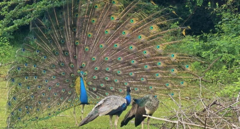 From Around Tangalle: Half-Day Yala Safari Private Tour(M/E) - Key Points