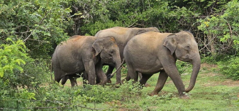 From Around Tangalle: Half-Day Yala Safari Private Tour(M/E) - FAQ