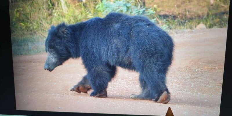 From Arugambay : Yala National Park Safari & Dropoff in Ella - Key Points