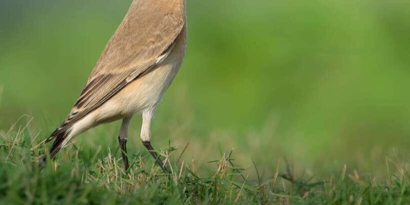 From Arugambay : Yala National Park Safari & Dropoff in Ella - A Closer Look at the Experience