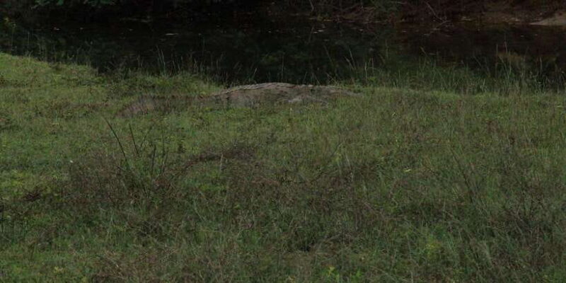 From Arugambay : Yala National Park Safari & Dropoff in Ella - Pricing & Value Analysis