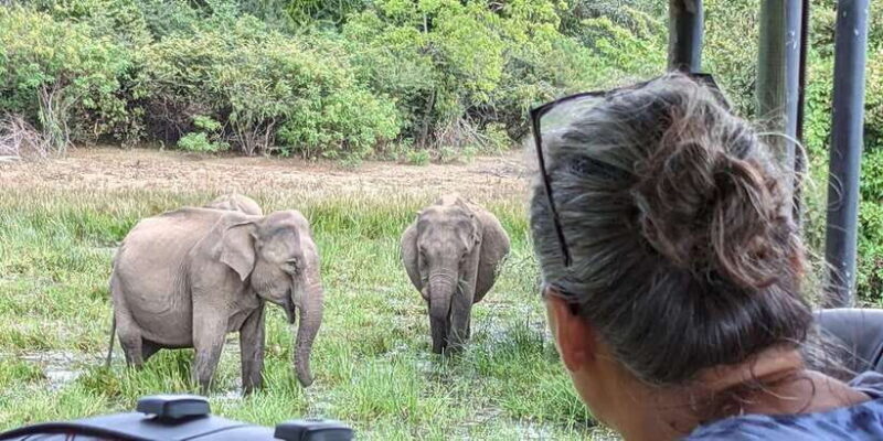 From Arugambay : Yala National Park Safari & Dropoff in Ella - The Sum Up