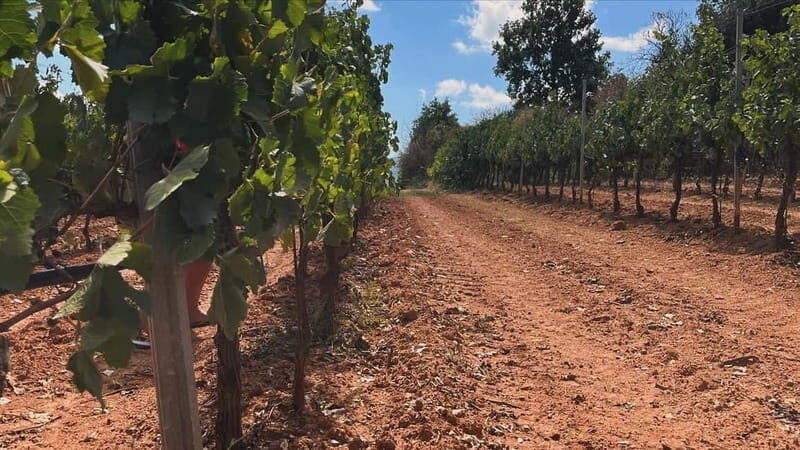 From Athens: Nemea Wine Tour with Corinth Canal Stop - Who Is This Tour Best For?