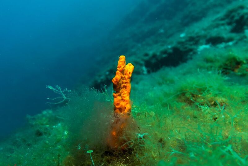 From Athens: Scuba Diving at the Blue Hole - The Sum Up