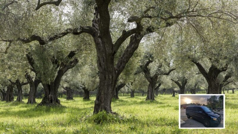 From Athens: Wine, Oil, & Cheese Tasting in Nemea & Argolis - FAQ