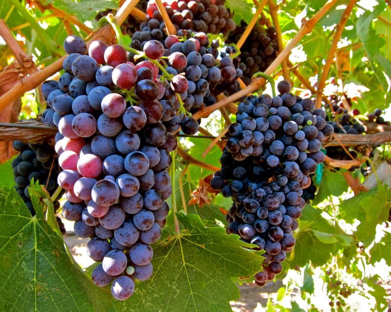From Atlanta: Half-Day Wine Country Tour - A Closer Look at the Tour Experience