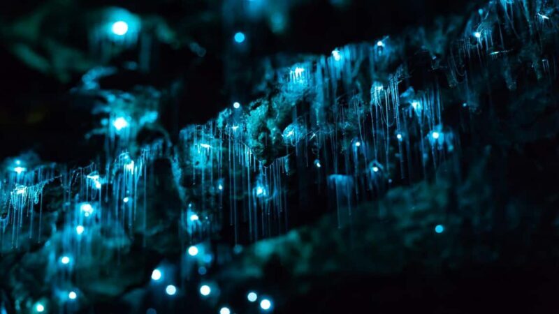 From Auckland: Day Trip to Waitomo Glow Worm Caves - An In-Depth Look at the Waitomo Glowworm Caves Day Trip