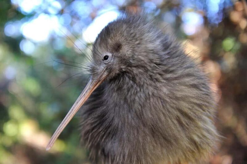 From Auckland: Kiwi Bird Encounter & 3-Course Dinner Tour - Key Points
