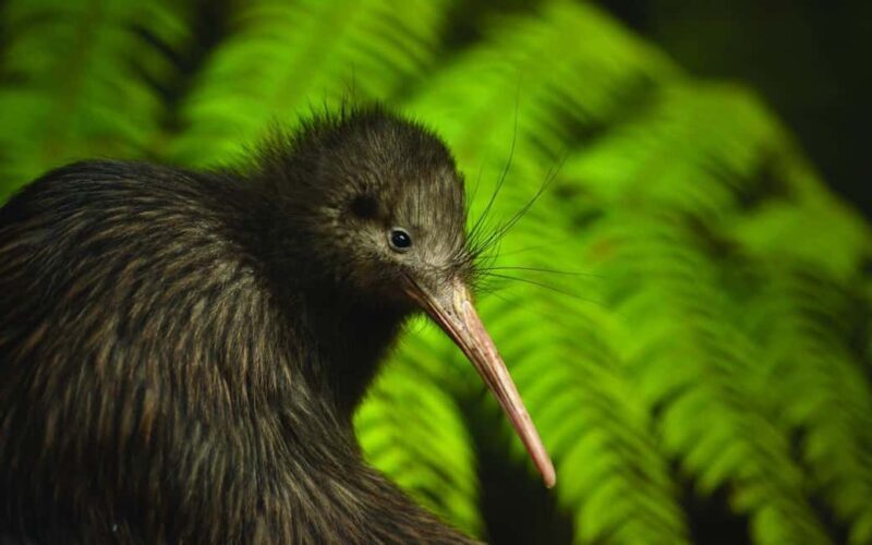 From Auckland: Kiwi Bird Encounter & 3-Course Dinner Tour - The Sum Up