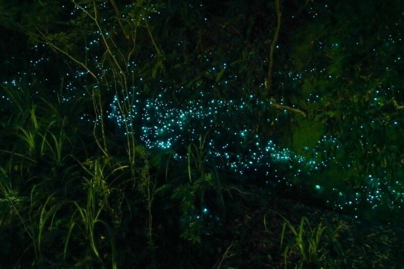 From Auckland or Rotorua: Hobbiton & Waitomo Tour with Lunch - Authentic Experiences and Interesting Details