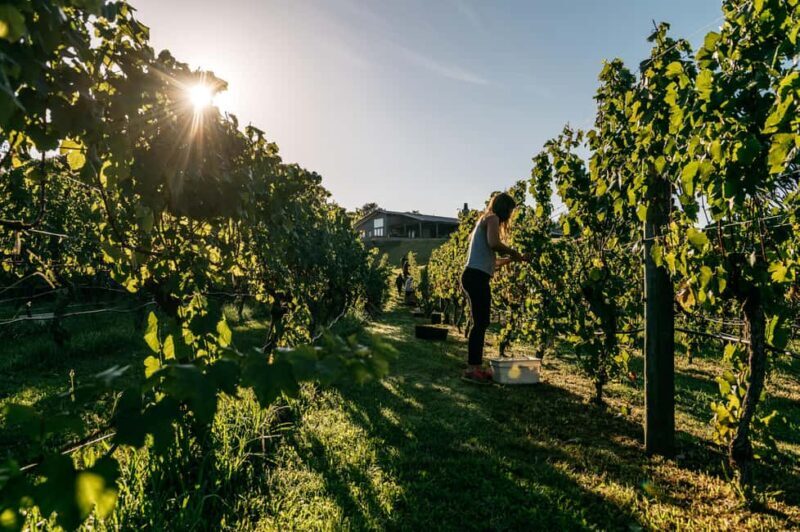 From Auckland: Waiheke Island Sip & Savour Tour with Lunch - FAQs