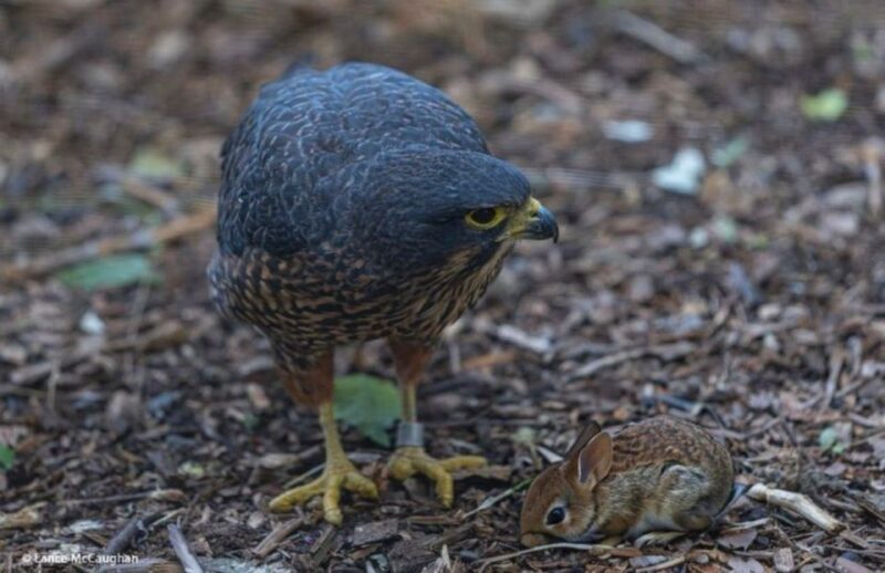 From Auckland: Waitomo Caves and Kiwi House Group Tour - Frequently Asked Questions