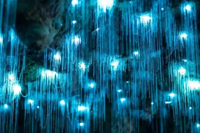 From Auckland: Waitomo Glowworm & Cave Explorer Small Group Tour - Practical Details and Tips
