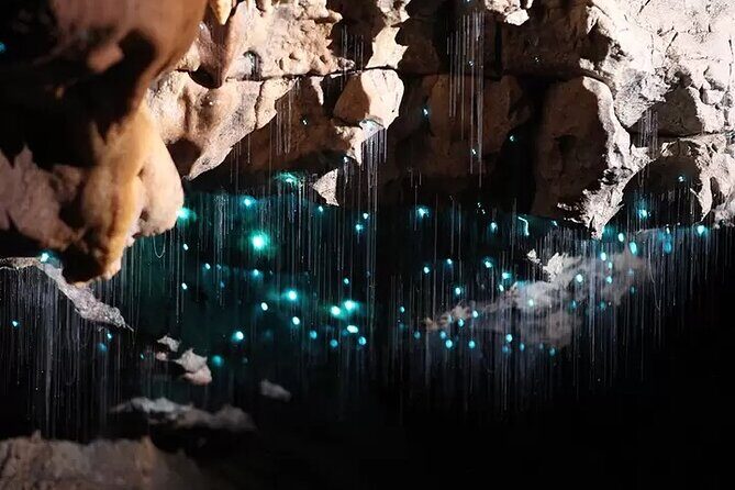 From Auckland: Waitomo Glowworm & Cave Explorer Small Group Tour - FAQ