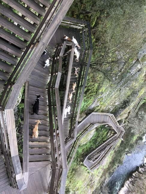 From Aveiro - Paiva Walkways and 516 Bridge - Exploring Portugal’s Arouca Walkways and 516 Bridge: A Thrilling Day Out