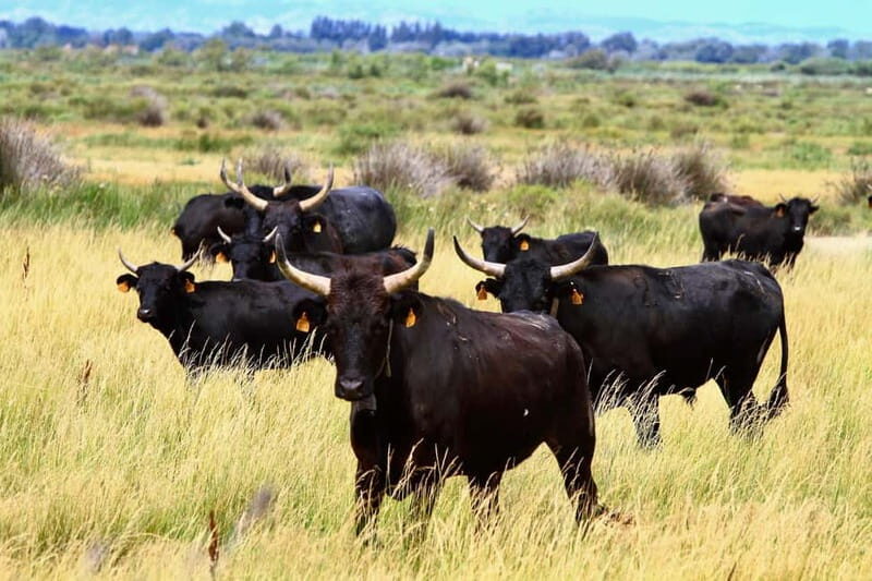 From Avignon: Camargue Tour with Pont de Gau Bird Park Entry - A Deep Dive into the Camargue Tour Experience