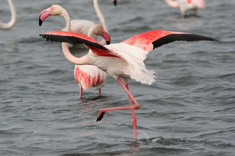 From Avignon: Camargue Tour with Pont de Gau Bird Park Entry - Who Will Enjoy This Tour?