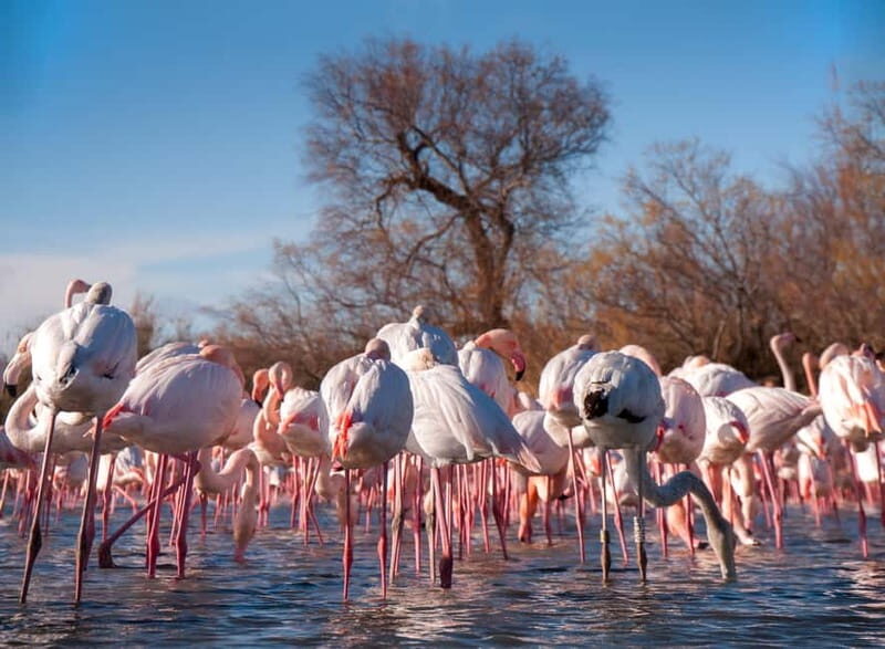 From Avignon: Camargue Tour with Pont de Gau Bird Park Entry - FAQ