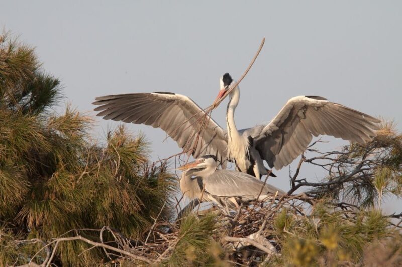 From Avignon: Half-Day Camargue and Saintes-Maries-de-la-Mer - The Sum Up