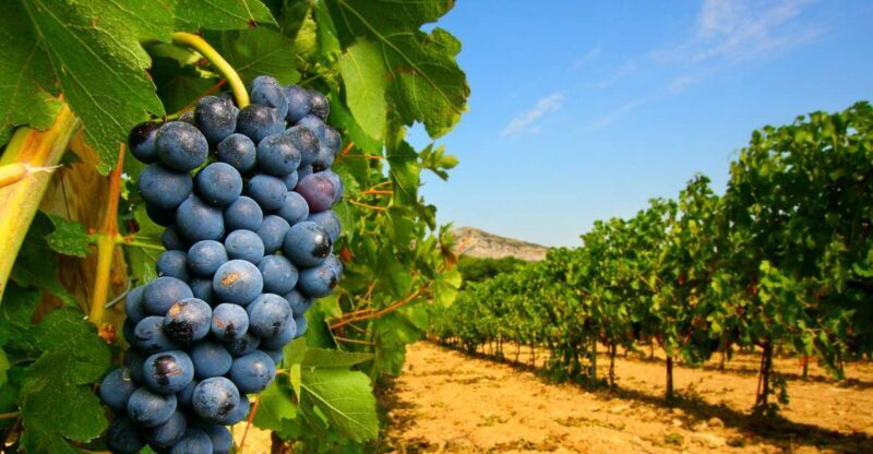 From Avignon: Half-Day Great Vineyards Tour - From Avignon: Half-Day Great Vineyards Tour—A Deep Dive into Provence’s Wine Country