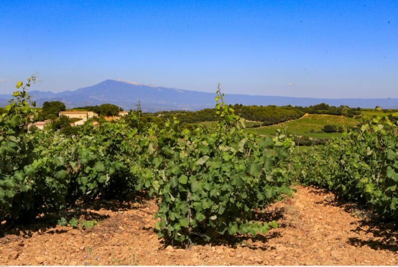 From Avignon: Half-Day Great Vineyards Tour - How This Tour Stands Out