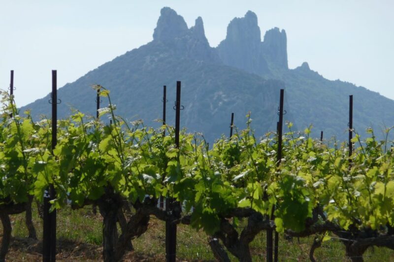 From Avignon: Half-Day Great Vineyards Tour - FAQ