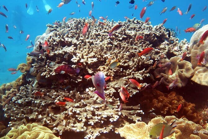 From Bali: Nusa Penida Snorkeling and Island Tour - The Sum Up