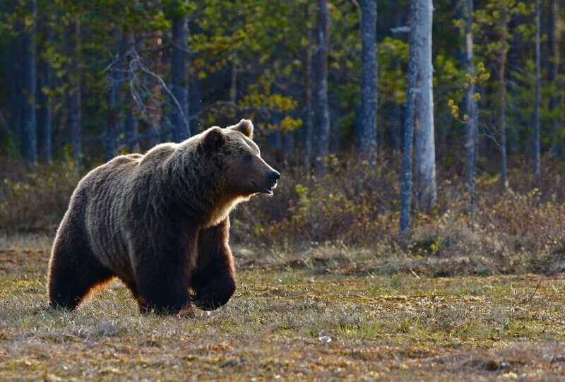 From Banff: Banff Wildlife & Scenic Highlights Premium Tour - Final Thoughts