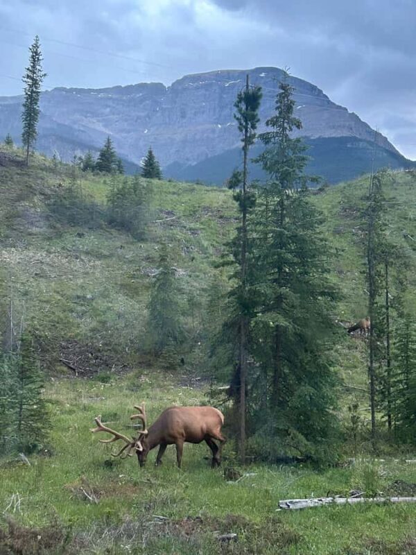 From Banff: Scenic Icefields Parkway Premium Guided Day Tour - FAQs