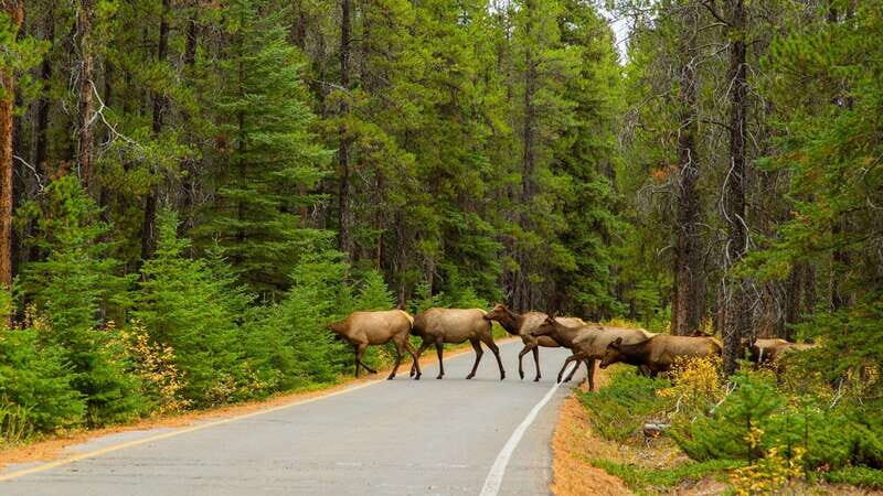 From Banff: Sunset Lake Louise, Moraine Lake & Wildlife Tour - The Sum Up