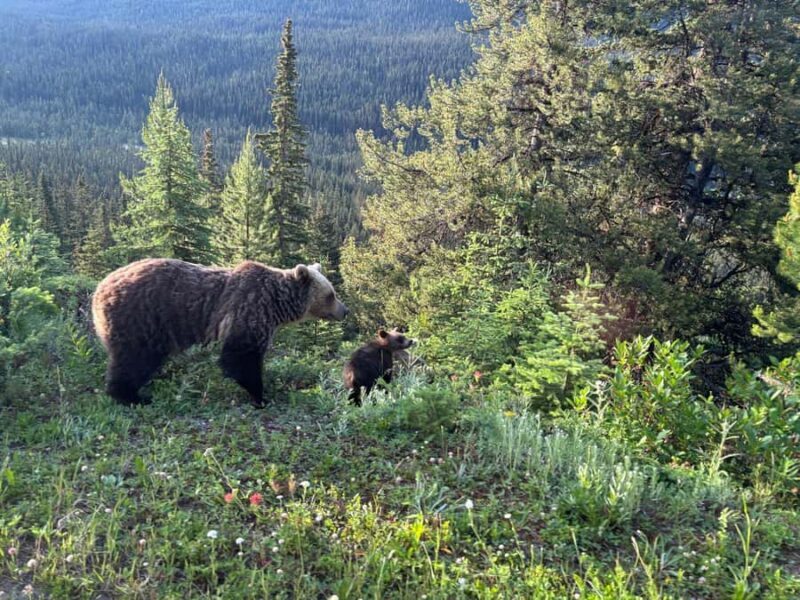 From Banff Wildlife Viewing and Top Sights with Gondola - A Few Considerations