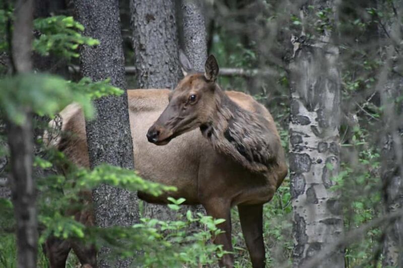 From Banff Wildlife Viewing and Top Sights with Gondola - FAQs