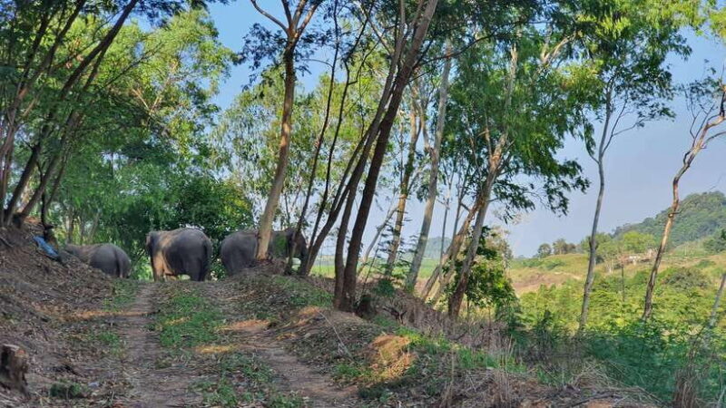 From Bangkok: Living Green Elephant Sanctuary Day Trip - Key Points