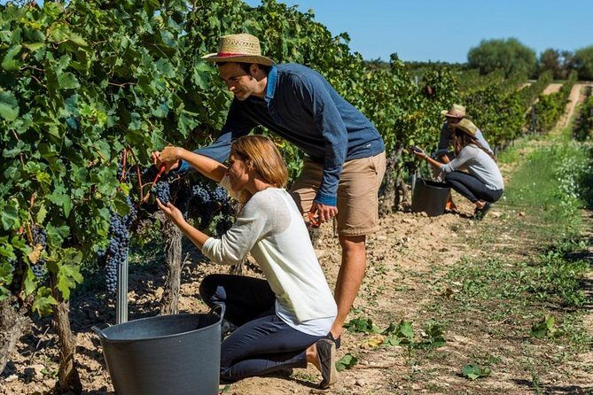 From Barcelona: El Penedès Hike & Wines - Who Would Love This Tour?