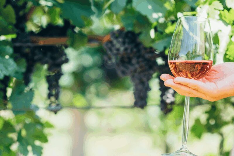 From Barcelona: Kosher Jewish Wine Tour - An Authentic Journey Through Priorat and Jewish Winemaking