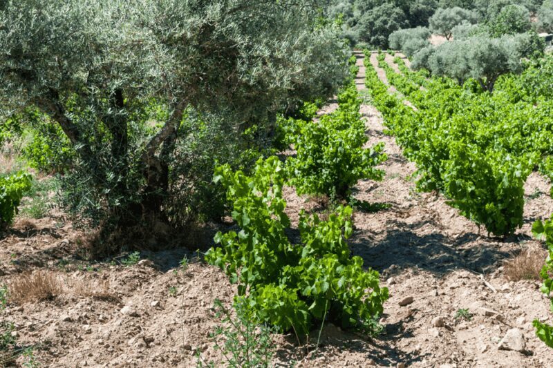 From Barcelona: Kosher Jewish Wine Tour - FAQs