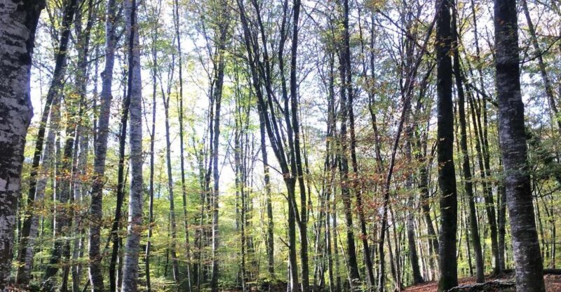 From Barcelona: Medieval Villages and Volcanic Hiking Tour - Why This Tour Offers Great Value
