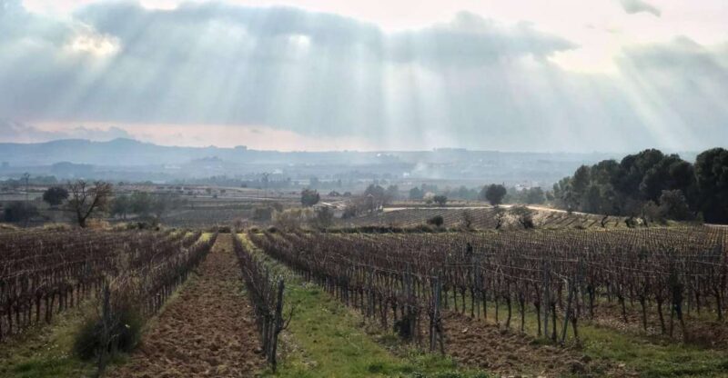 From Barcelona: Pvt Penedès Wine & Cava Tastings with Lunch - A Deep Dive into the Penedès Private Wine & Cava Tour