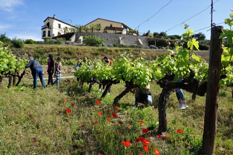 From Barcelona: Sailing and E-bike Winery Tour with Tastings - A Coastal Sailing Cruise
