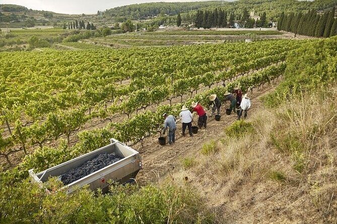 From Barcelona: Wine Cellar Visit in Penedes with Tasting - Key Points