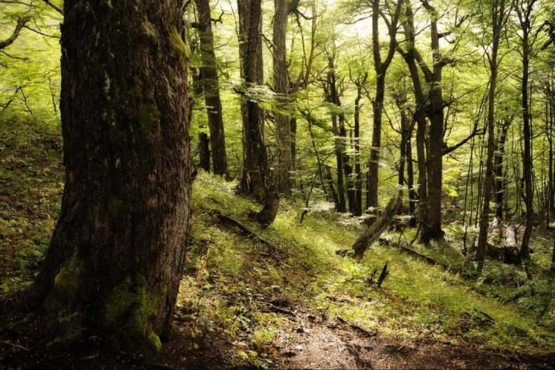 From Bariloche: Victoria Island & the Arrayanes Forest Tour - Exploring the Natural Beauty of Patagonia: Victoria Island & the Arrayanes Forest Tour