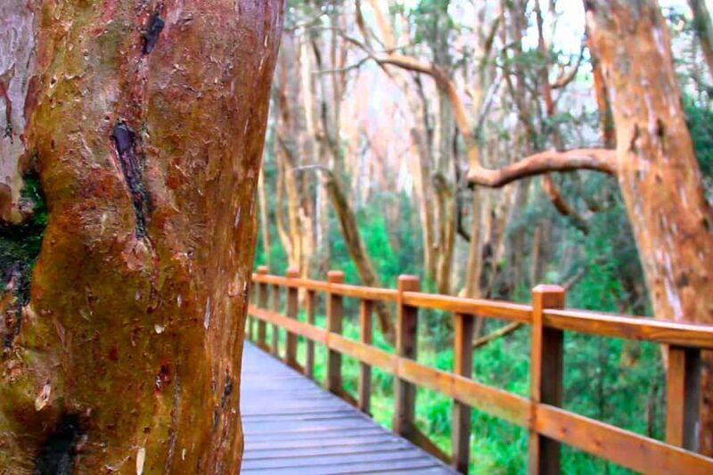 From Bariloche: Victoria Island & the Arrayanes Forest Tour - Who Should Consider This Tour?