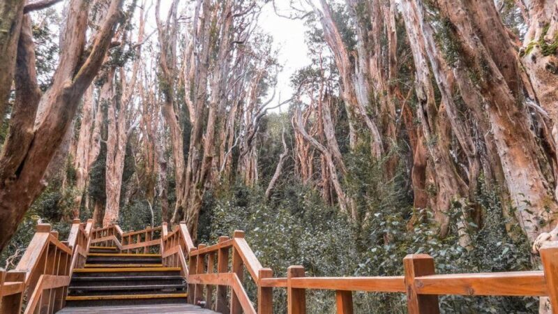 From Bariloche: Victoria Island & the Arrayanes Forest Tour - Final Thoughts: Who Will Love This Experience?