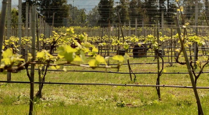 From Batumi: Cook Like a Local - Georgian Culinary Classes - The Sum Up