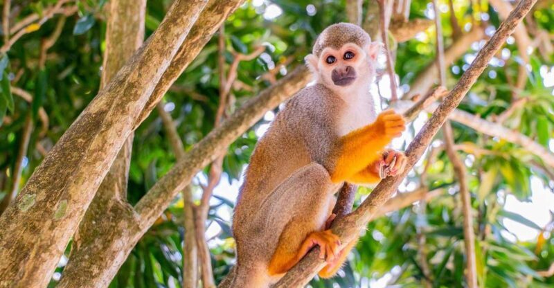 From Bayahibe: Half Day Monkeyland Safari - Key Points