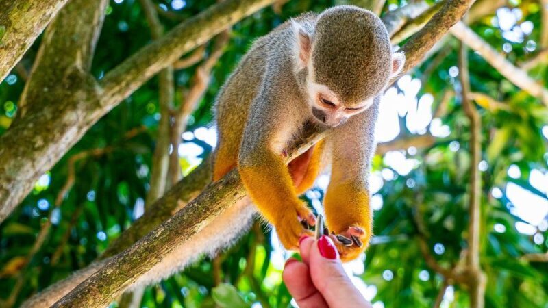 From Bayahibe: Half Day Monkeyland Safari - FAQs