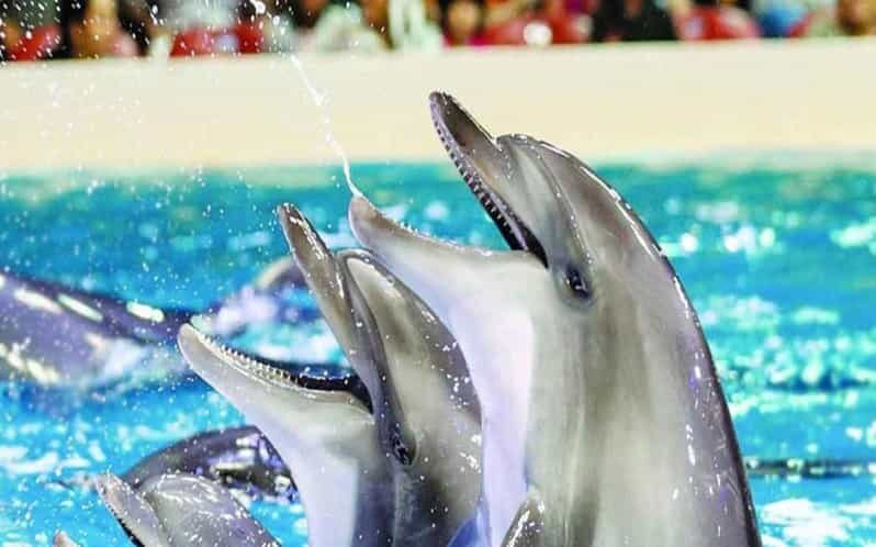 From Belek: Dolphin Show with Transfers - What to Expect at the Show