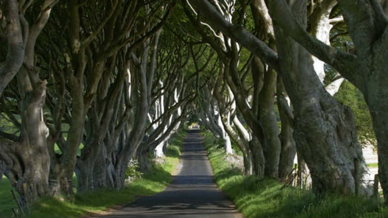 From Belfast: Giant's Causeway, Dunluce Castle & Dark Hedges - Who Should Consider This Tour?
